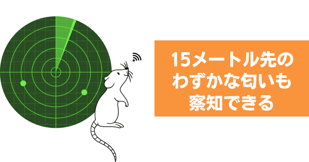 ネズミは15メートル先のわずかな匂いも察知できる