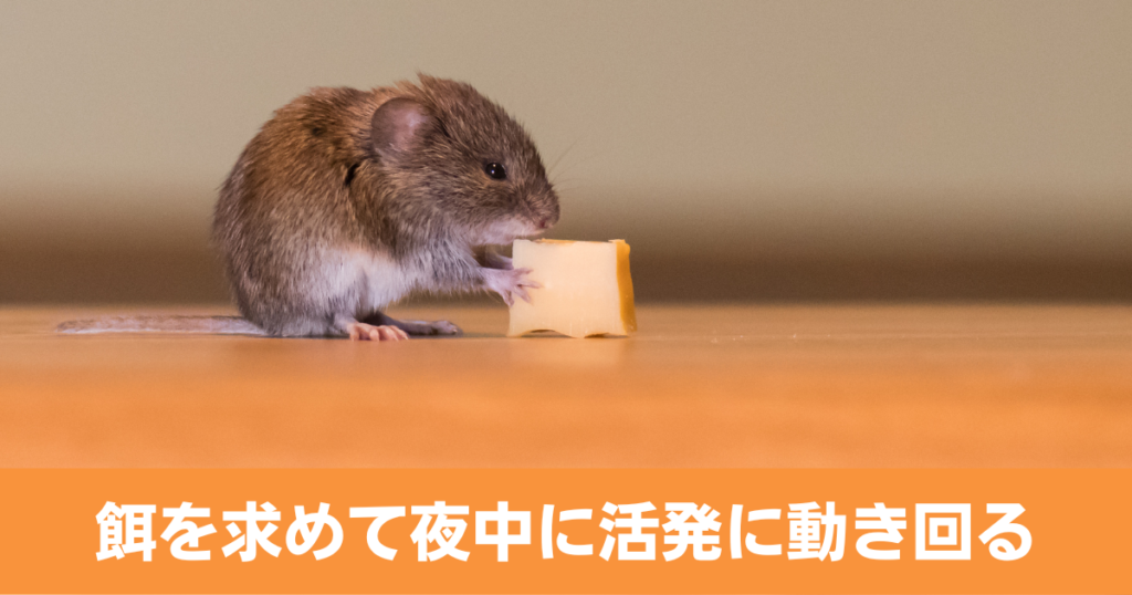 ネズミは餌を求めて夜中に活発に動き回る