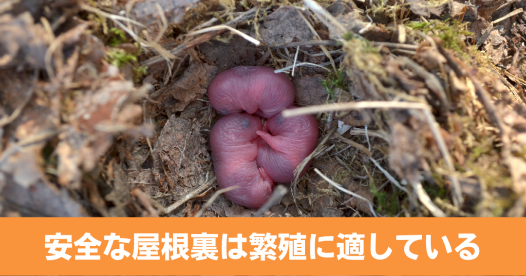 ネズミは安全な屋根裏で繁殖をおこなう