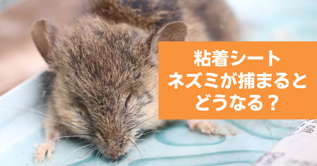 粘着シートにネズミが捕まるとどうなるか？かわいそうな効果