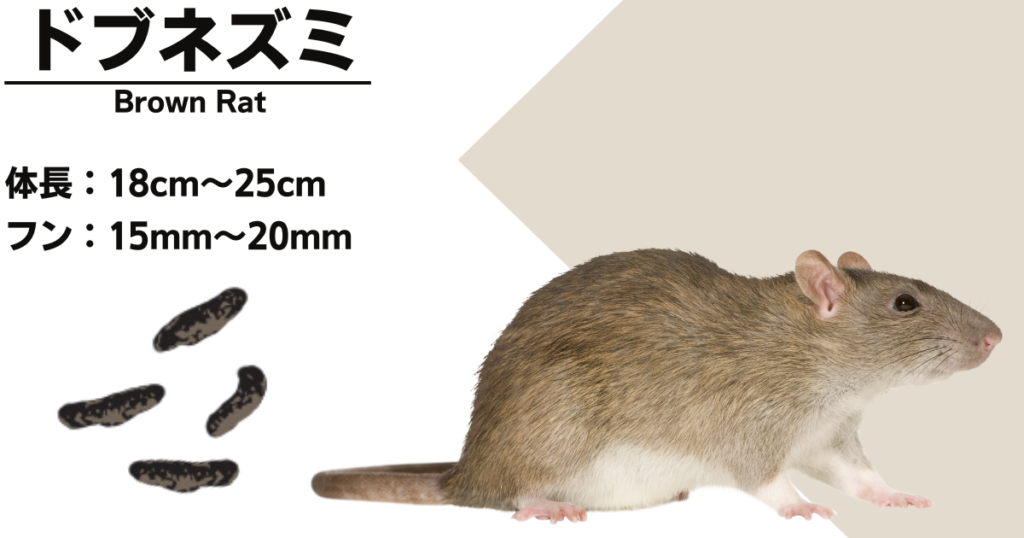 Characteristics of the brown rat