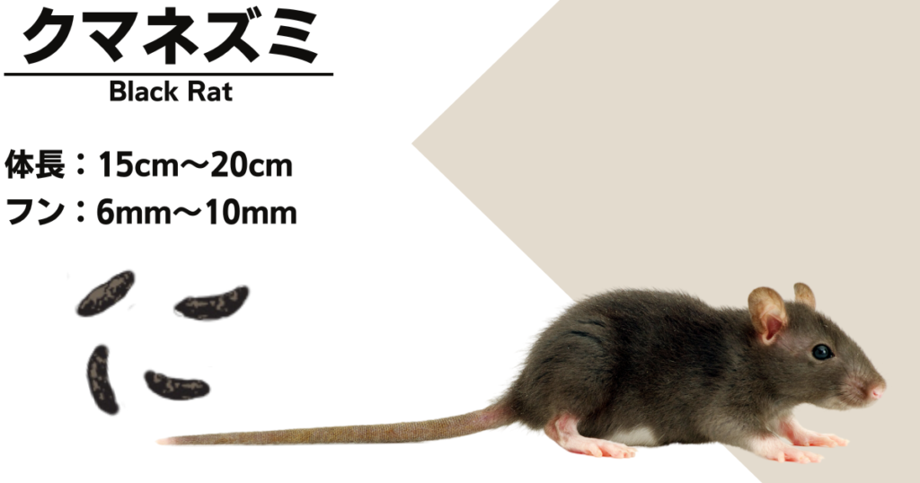 Characteristics of black rat