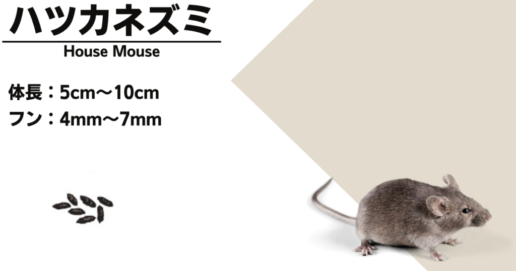 Characteristics of house mouse